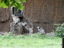 Wycieczka do wrocławskiego ZOO