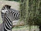 Wycieczka do wrocławskiego ZOO 